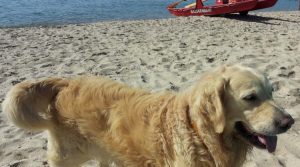 cane-in-spiaggia-dog-beach