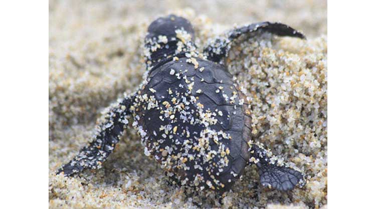 schiusa-uova-caretta-caretta-sardegna