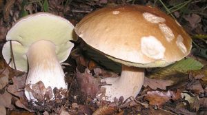 Boletus-edulis