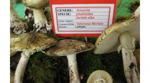 amanite-falloide-fungo-mortale