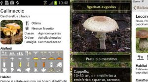 app-funghi-italia