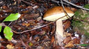 funghi-sardegna