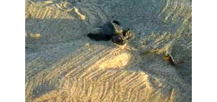 tartaruga-caretta-caretta-nido-platamona