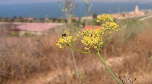 finocchio-selvatico-sardegna