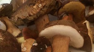funghi-porcini-sardegna