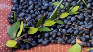 bacche-di-mirto