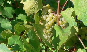 malvasia