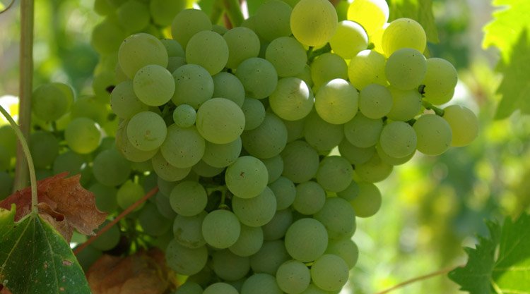 vermentino-sardegna