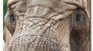 elefante
