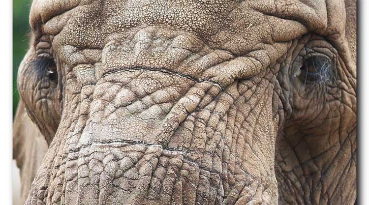 elefante