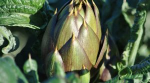carciofo-sardo-spinoso-dop