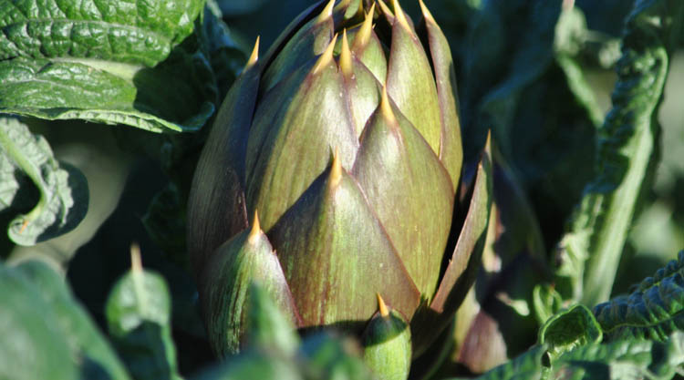 carciofo-sardo-spinoso-dop