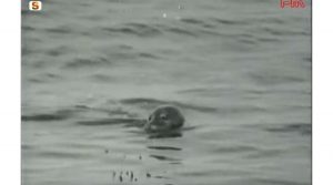 foca-monaca-in-sardegna
