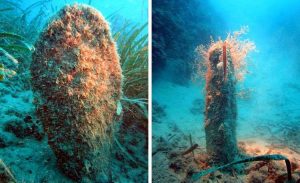 pinna-nobilis