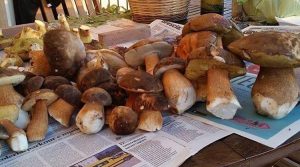 porcini-sardegna