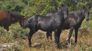 cavallini-giara-sardegna