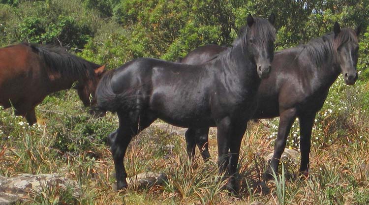cavallini-giara-sardegna