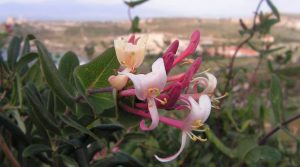 essenze-e-fiori-sui-colli-di-cagliari