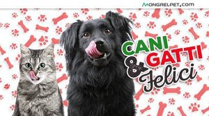 cani-gatti-felici
