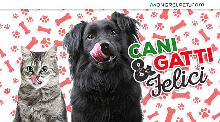 cani-gatti-felici
