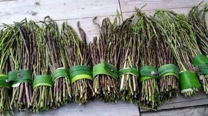 asparagi