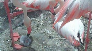 nidificazione-fenicotteri-rosa-molentargius-cagliari
