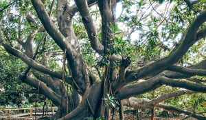orto-botanico-cagliari-ficus-monumentale