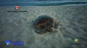 tartaruga-caretta-caretta-villasimius