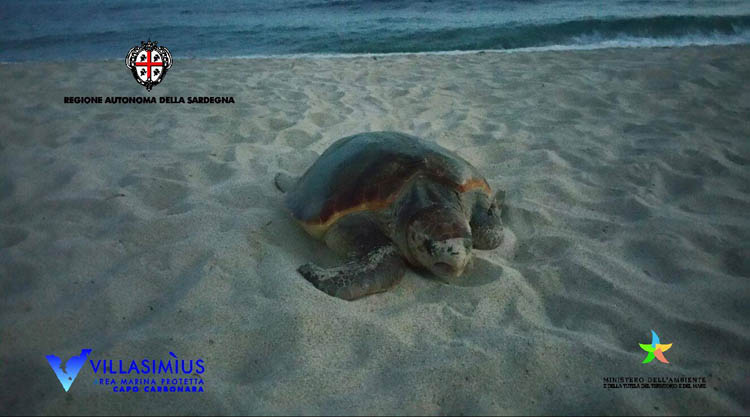 tartaruga-caretta-caretta-villasimius