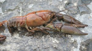 austropotamobius-pallipes