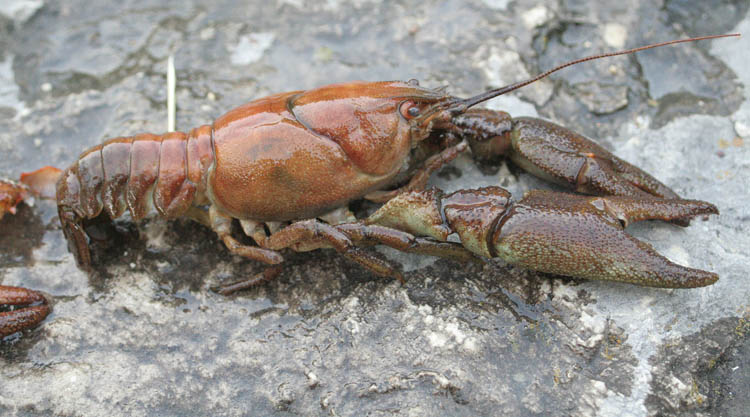 austropotamobius-pallipes