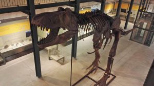 scheletro-tirannosauro-museo-carbonia