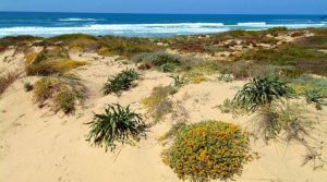 spiaggia-baia-delle-mimose-badesi