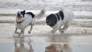 cani-in-spiaggia