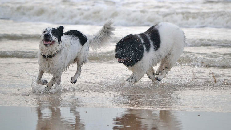 cani-in-spiaggia