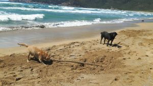 dog-beach-porto-ferro