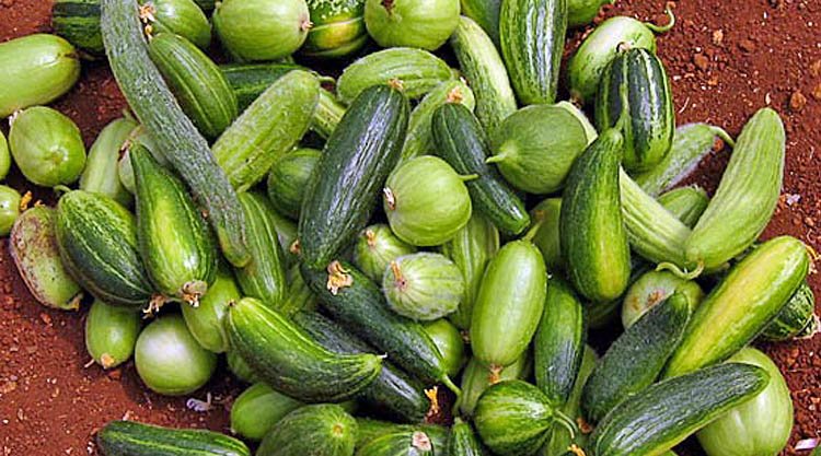 carosello-barattiere