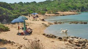 dog-beach-porto-palma-caprera