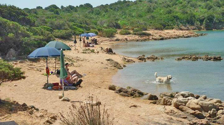 dog-beach-porto-palma-caprera