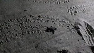 piccoli-tartaruga-caretta-caretta