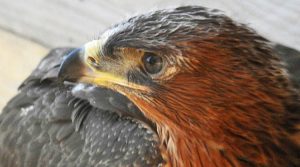 aquila-bonelli-reintroduzione-sardegna