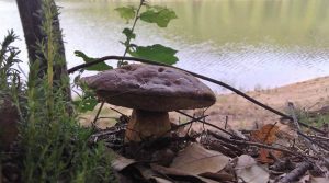 fungus-in-tabula-gavoi
