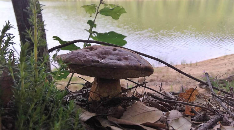 fungus-in-tabula-gavoi