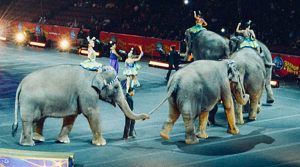 circo-con-animali