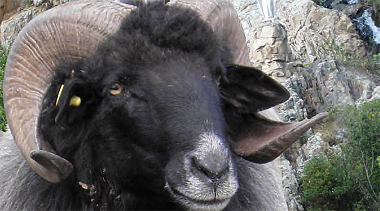 pecora-nera-arbus