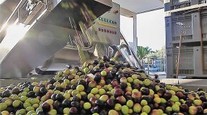 olive-alghero