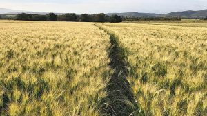 capi_di_grano_in_sardegna
