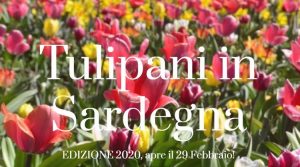tulipani_in_sardegna_2020