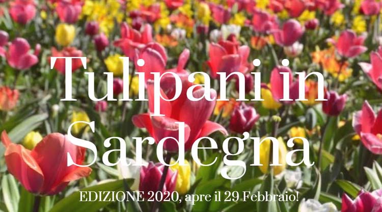 tulipani_in_sardegna_2020