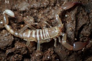 sardoscorpius_scorpione_endemico_sardegna
